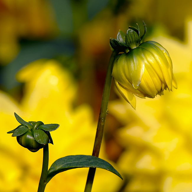 24 Blume-D32_0506.jpg